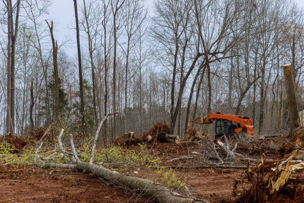 Best Hazardous Tree Removal  in Twin Lakes, CA