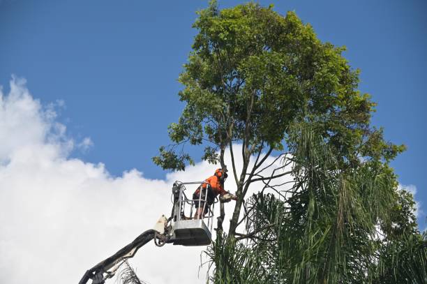Professional Tree Care in Twin Lakes, CA