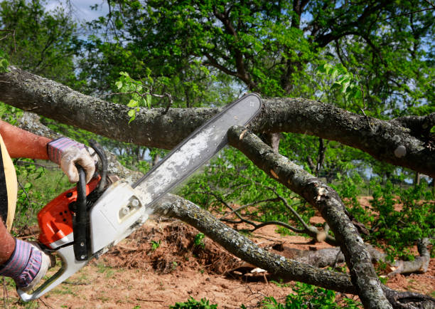 How Our Tree Care Process Works  in  Twin Lakes, CA